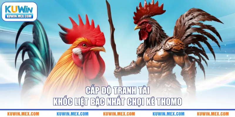 Cấp độ tranh tài khốc liệt bậc nhất chọi kê Thomo