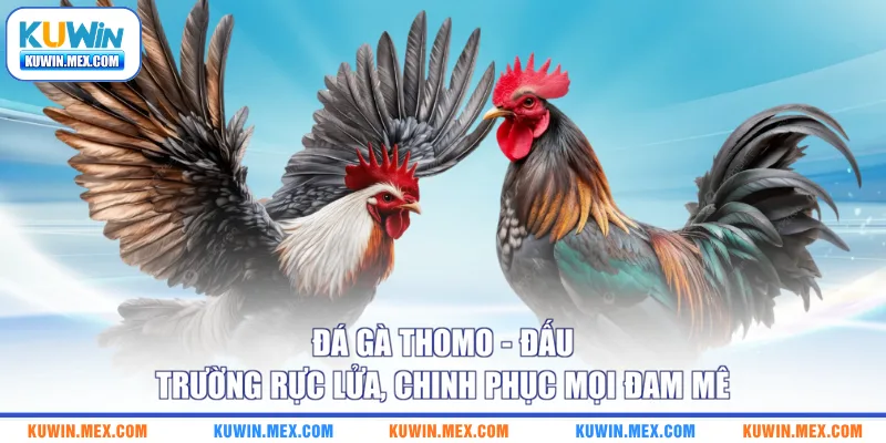 da-ga-thomo-dau-truong-ruc-lua-chinh-phuc-moi-dam-me