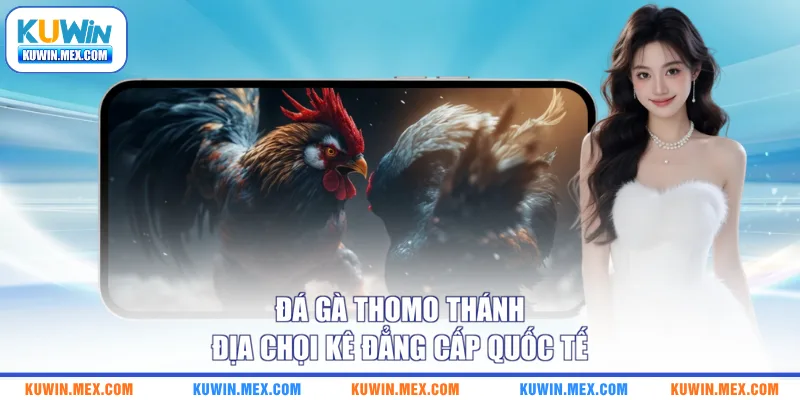 Đá gà Thomo thánh địa chọi kê đẳng cấp quốc tế